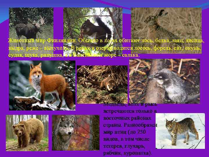  Животный мир Финляндии. Обычно в лесах обитают лось, белка, заяц, лисица, выдра, реже