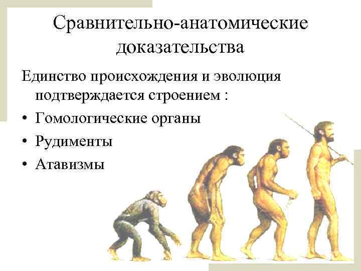 Сравнительно-анатомические доказательства Единство происхождения и эволюция подтверждается строением : • Гомологические органы • Рудименты