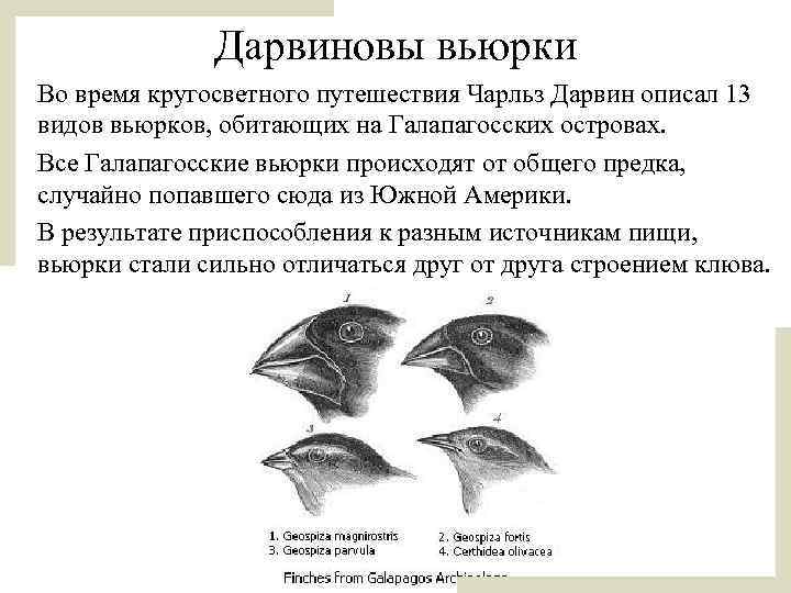 Дарвиновы вьюрки • Во время кругосветного путешествия Чарльз Дарвин описал 13 видов вьюрков, обитающих