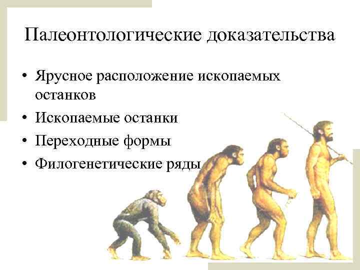 Палеонтологические доказательства • Ярусное расположение ископаемых останков • Ископаемые останки • Переходные формы •