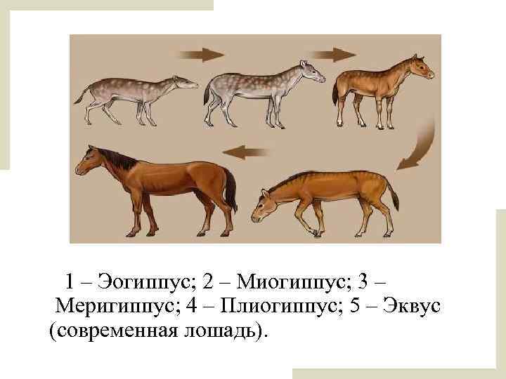  1 – Эогиппус; 2 – Миогиппус; 3 – Меригиппус; 4 – Плиогиппус; 5