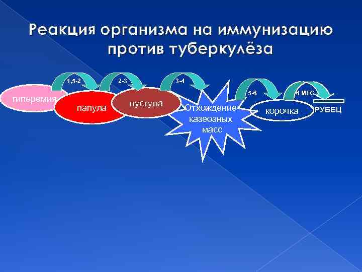 Реакция организма на иммунизацию против туберкулёза 1, 5 -2 гиперемия 2 -3 3 -4