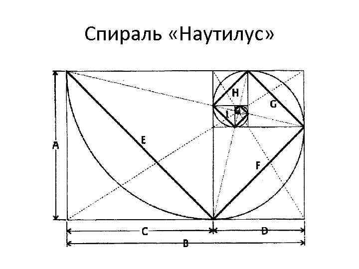 Спираль «Наутилус» 