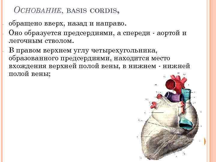 ОСНОВАНИЕ, BASIS CORDIS, обращено вверх, назад и направо. Оно образуется предсердиями, а спереди аортой