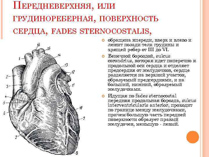 ПЕРЕДНЕВЕРХНЯЯ, ИЛИ ГРУДИНОРЕБЕРНАЯ, ПОВЕРХНОСТЬ СЕРДЦА, FADES STERNOCOSTALIS, обращена кпереди, вверх и влево и лежит