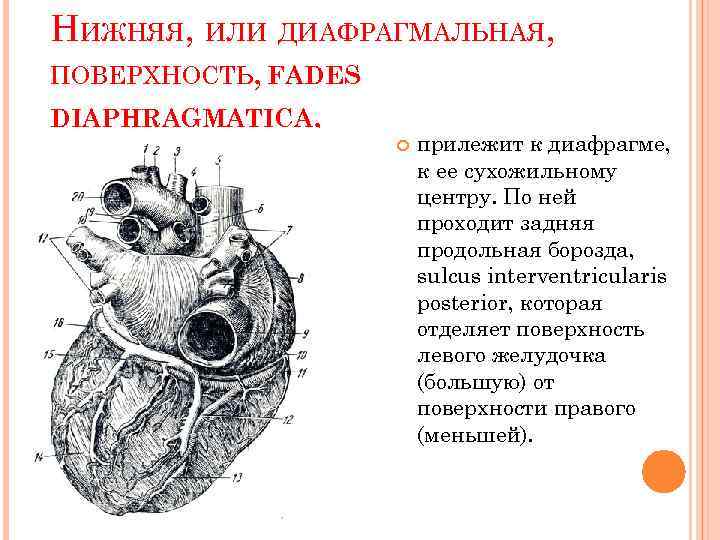 НИЖНЯЯ, ИЛИ ДИАФРАГМАЛЬНАЯ, ПОВЕРХНОСТЬ, FADES DIAPHRAGMATICA, прилежит к диафрагме, к ее сухожильному центру. По
