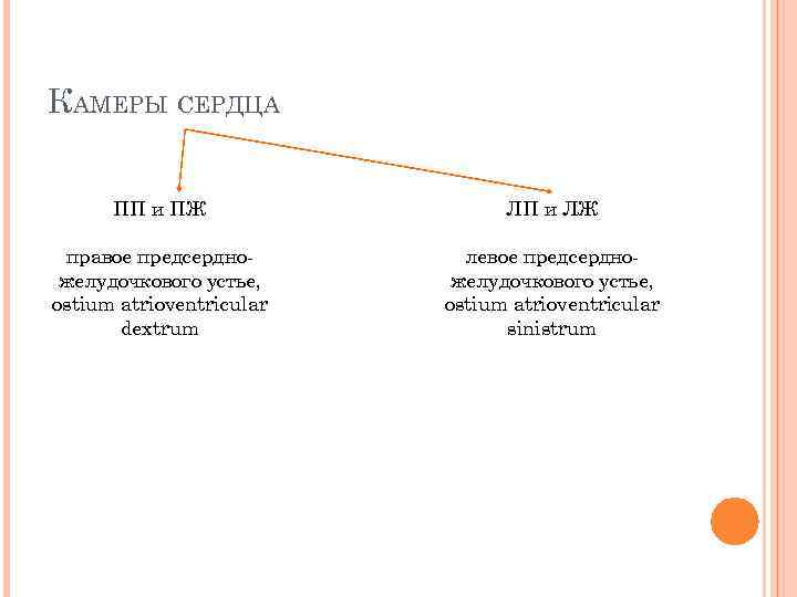 КАМЕРЫ СЕРДЦА ПП и ПЖ ЛП и ЛЖ правое предсердно желудочкового устье, ostium atrioventricular