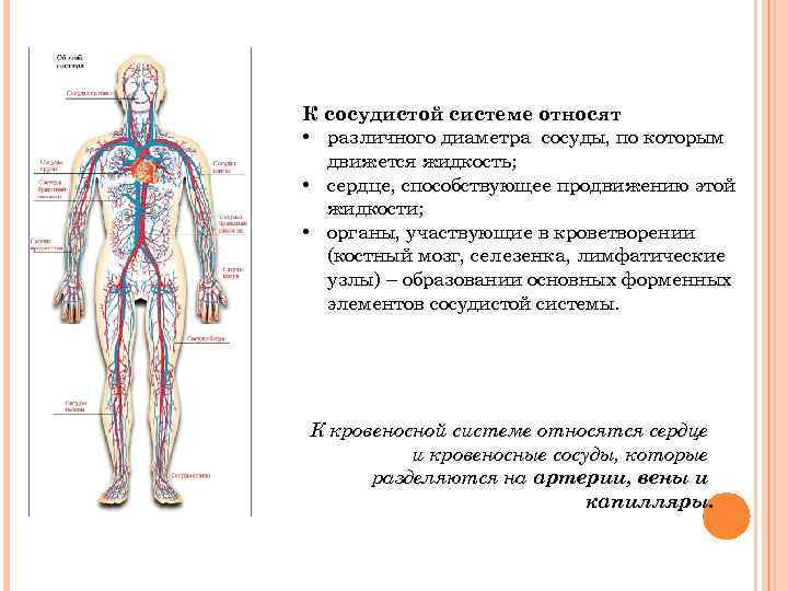 К сосудистой системе относят • различного диаметра сосуды, по которым движется жидкость; • сердце,