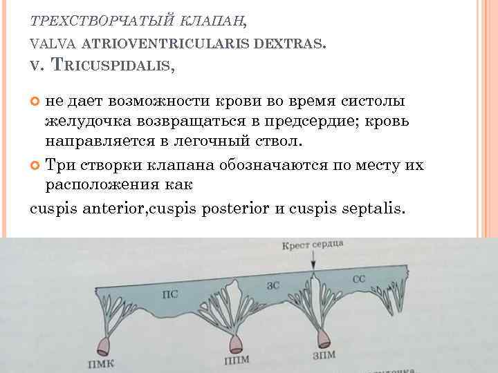 ТРЕХСТВОРЧАТЫЙ КЛАПАН, VALVA ATRIOVENTRICULARIS DEXTRAS. V. TRICUSPIDALIS, не дает возможности крови во время систолы