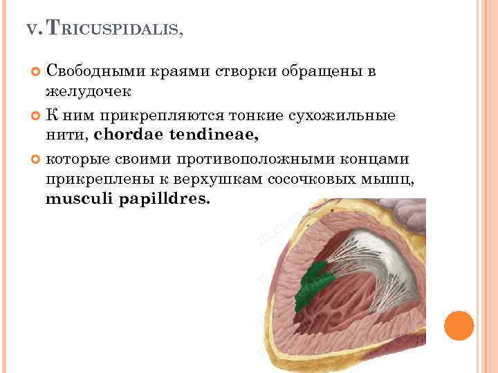 V. TRICUSPIDALIS, Свободными краями створки обращены в желудочек К ним прикрепляются тонкие сухожильные нити,