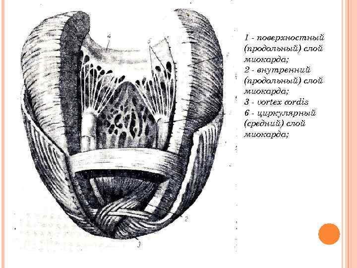 1 - поверхностный (продольный) слой миокарда; 2 - внутренний (продольный) слой миокарда; 3 -