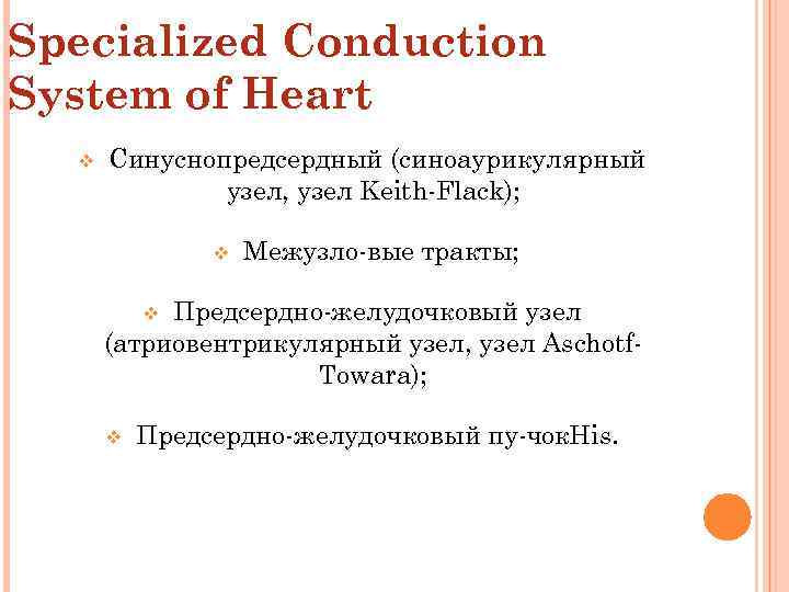 Specialized Conduction System of Heart v Синуснопредсердный (синоаурикулярный узел, узел Keith Flack); v Межузло