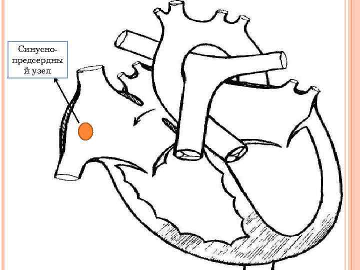 Синусно предсердны й узел 