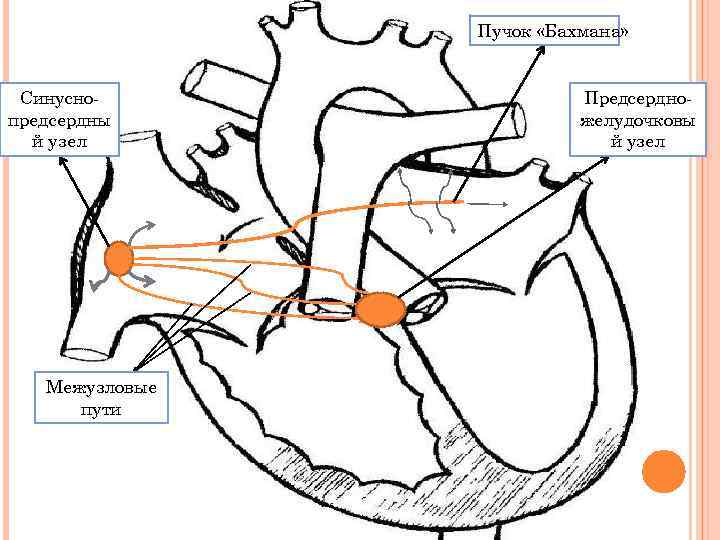 Пучок «Бахмана» Синусно предсердны й узел Межузловые пути Предсердно желудочковы й узел 