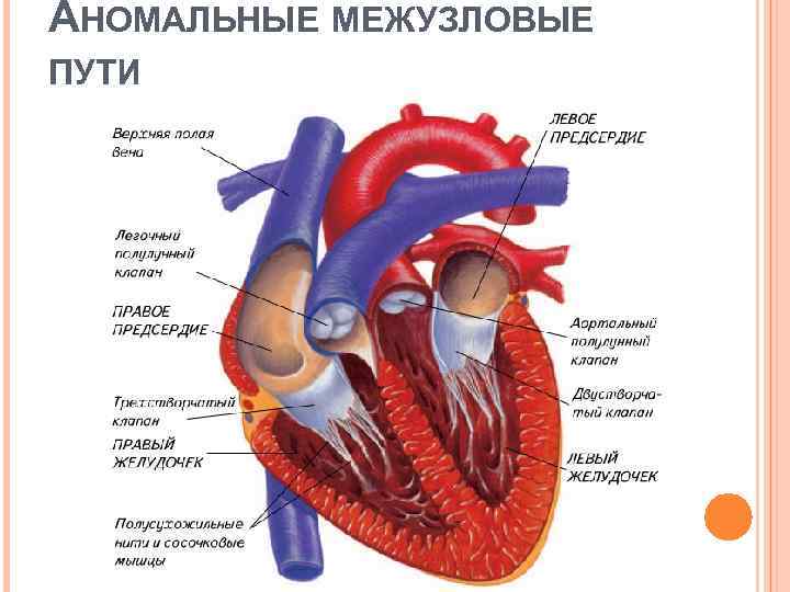 АНОМАЛЬНЫЕ МЕЖУЗЛОВЫЕ ПУТИ 
