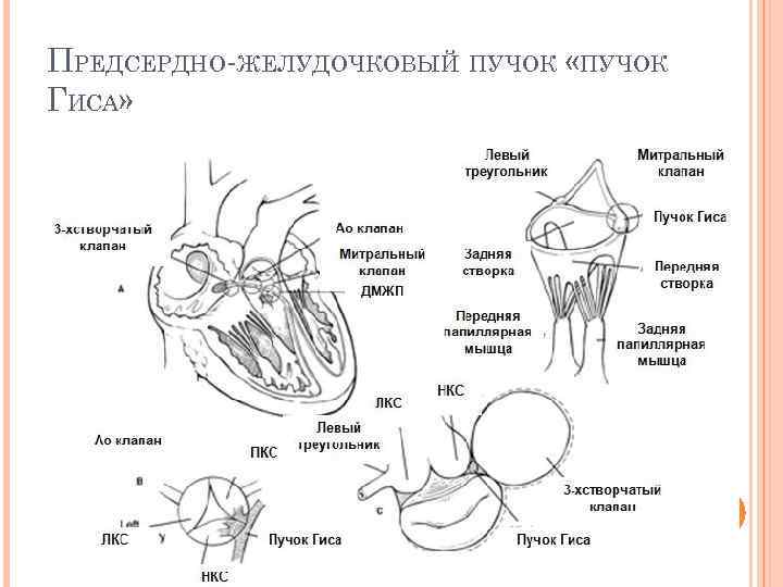 ПРЕДСЕРДНО ЖЕЛУДОЧКОВЫЙ ПУЧОК «ПУЧОК ГИСА» 