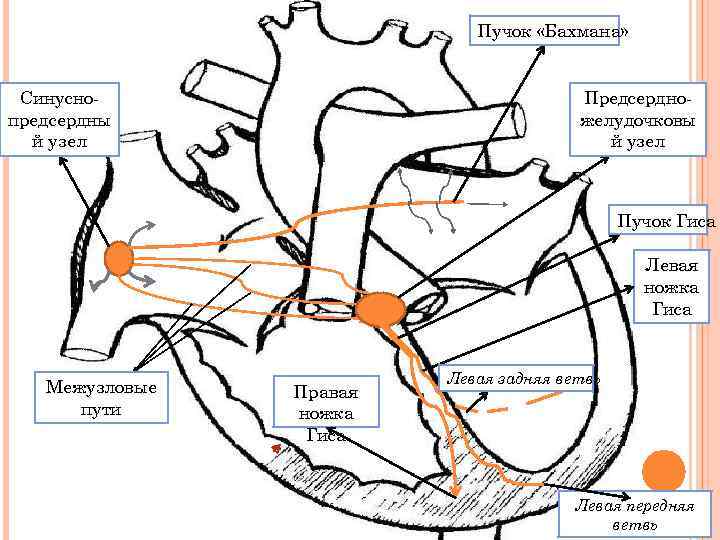 Пучок «Бахмана» Синусно предсердны й узел Предсердно желудочковы й узел Пучок Гиса Левая ножка