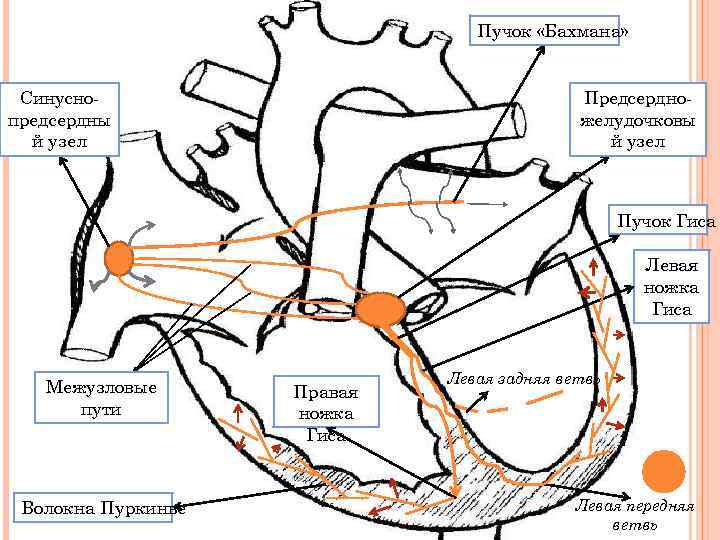 Пучок «Бахмана» Синусно предсердны й узел Предсердно желудочковы й узел Пучок Гиса Левая ножка