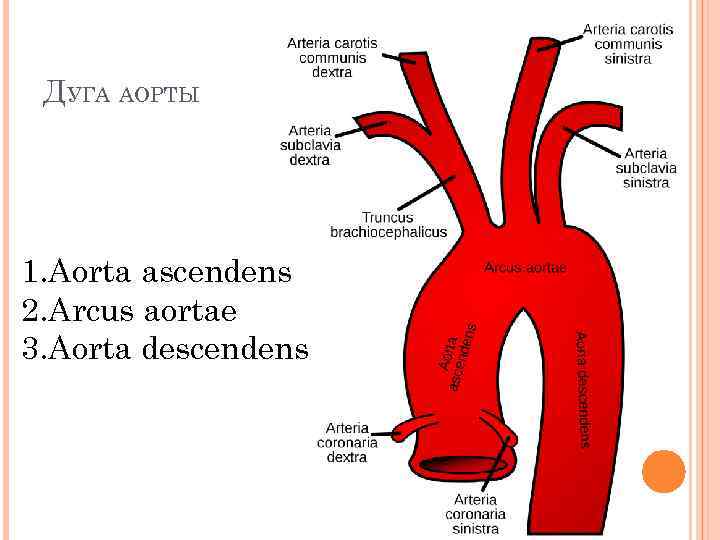 ДУГА АОРТЫ 1. Aorta ascendens 2. Arcus aortae 3. Aorta descendens 