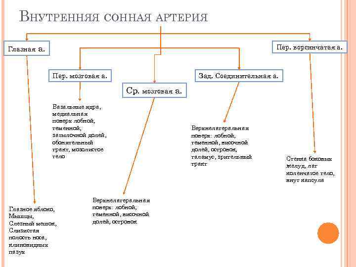 ВНУТРЕННЯЯ СОННАЯ АРТЕРИЯ Глазная а. Пер. ворсинчатая а. Пер. мозговая а. Зад. Соединительная а.