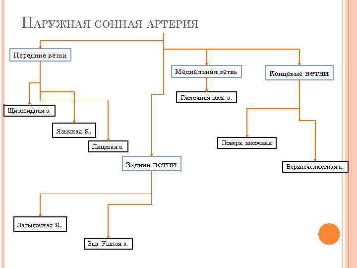 НАРУЖНАЯ СОННАЯ АРТЕРИЯ Передние ветви Медиальная ветвь Концевые ветви Глоточная восх. а. Щитовидная а.