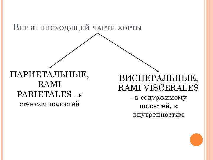 ВЕТВИ НИСХОДЯЩЕЙ ЧАСТИ АОРТЫ ПАРИЕТАЛЬНЫЕ, RAMI PARIETALES – к стенкам полостей ВИСЦЕРАЛЬНЫЕ, RAMI VISCERALES