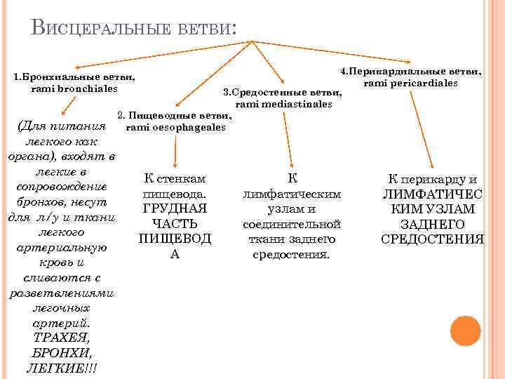 ВИСЦЕРАЛЬНЫЕ ВЕТВИ: 4. Перикардиальные ветви, rami pericardiales 3. Средостенные ветви, rami mediastinales 2. Пищеводные