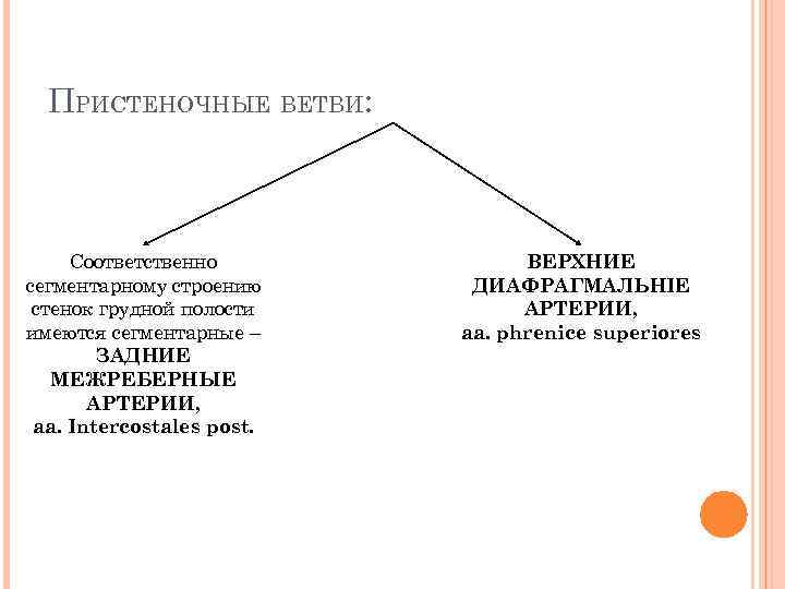 ПРИСТЕНОЧНЫЕ ВЕТВИ: Соответственно сегментарному строению стенок грудной полости имеются сегментарные – ЗАДНИЕ МЕЖРЕБЕРНЫЕ АРТЕРИИ,