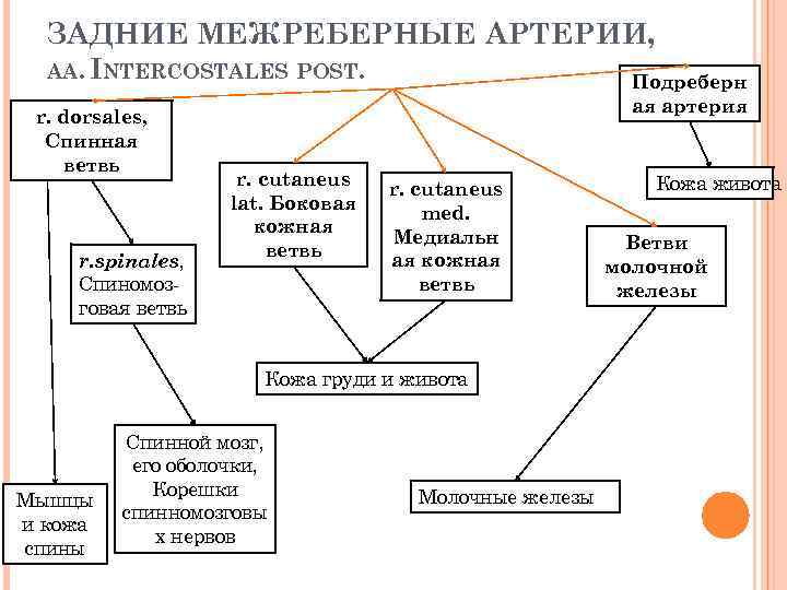 ЗАДНИЕ МЕЖРЕБЕРНЫЕ АРТЕРИИ, AA. INTERCOSTALES POST. Подреберн r. dorsales, Спинная ветвь r. spinales, Спиномоз