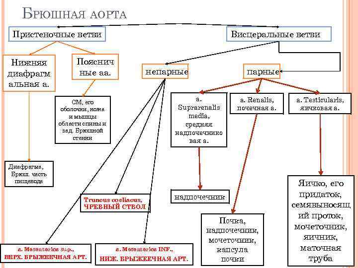 БРЮШНАЯ АОРТА Пристеночные ветви Нижняя диафрагм альная а. Висцеральные ветви Пояснич ные аа. непарные