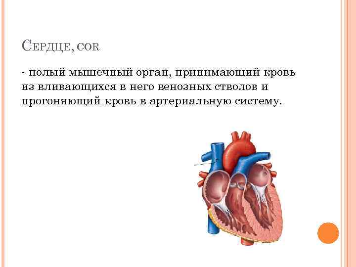 СЕРДЦЕ, COR полый мышечный орган, принимающий кровь из вливающихся в него венозных стволов и