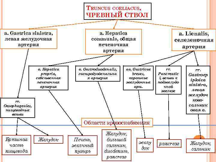 TRUNCUS COELIACUS, ЧРЕВНЫЙ СТВОЛ a. Gastrica sinistra, левая желудочная артерия a. Hepatica propria, собственная