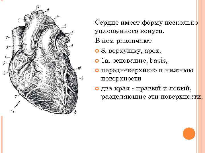 Сердце имеет форму несколько уплощенного конуса. В нем различают 8. верхушку, apex, 1 а.
