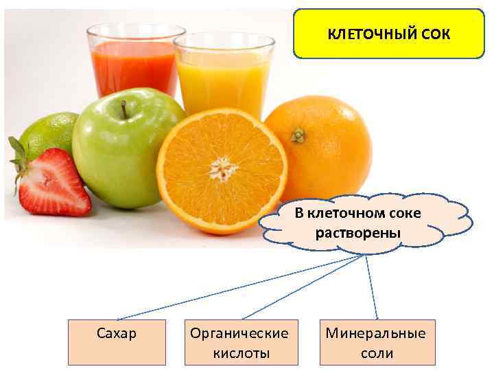 КЛЕТОЧНЫЙ СОК В клеточном соке растворены Сахар Органические кислоты Минеральные соли 