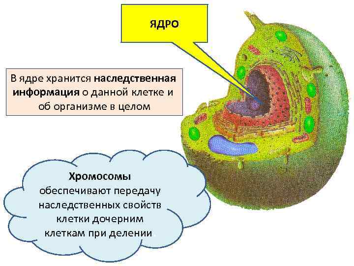 ЯДРО В ядре хранится наследственная информация о данной клетке и об организме в целом