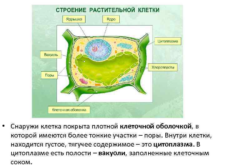  • Снаружи клетка покрыта плотной клеточной оболочкой, в которой имеются более тонкие участки