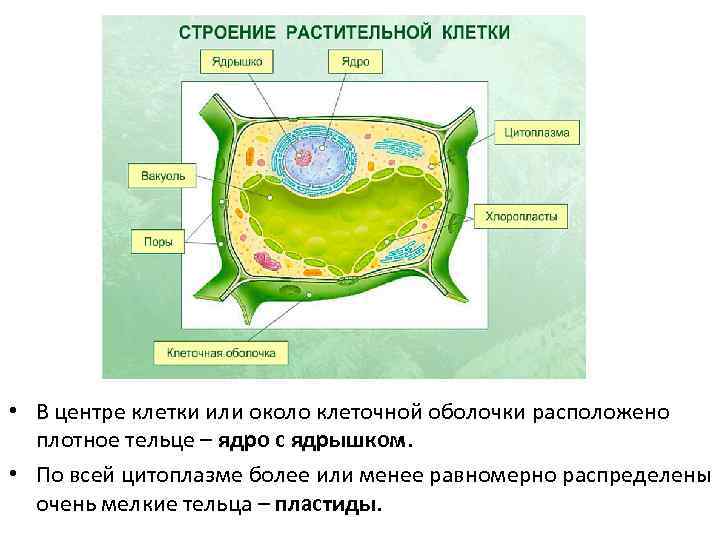  • В центре клетки или около клеточной оболочки расположено плотное тельце – ядро