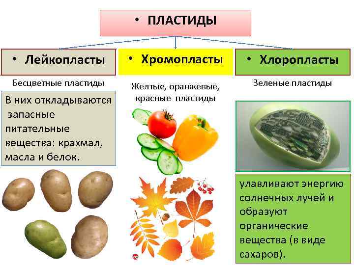  • ПЛАСТИДЫ • Лейкопласты • Хромопласты • Хлоропласты Бесцветные пластиды Желтые, оранжевые, красные