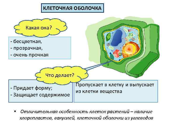 КЛЕТОЧНАЯ ОБОЛОЧКА Какая она? - бесцветная, - прозрачная, - очень прочная Что делает? -