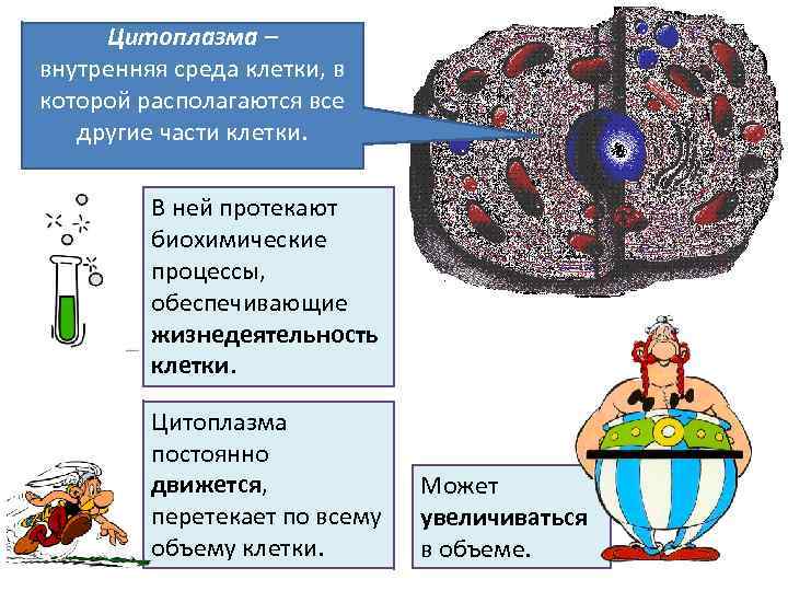 Цитоплазма – внутренняя среда клетки, в которой располагаются все другие части клетки. В ней