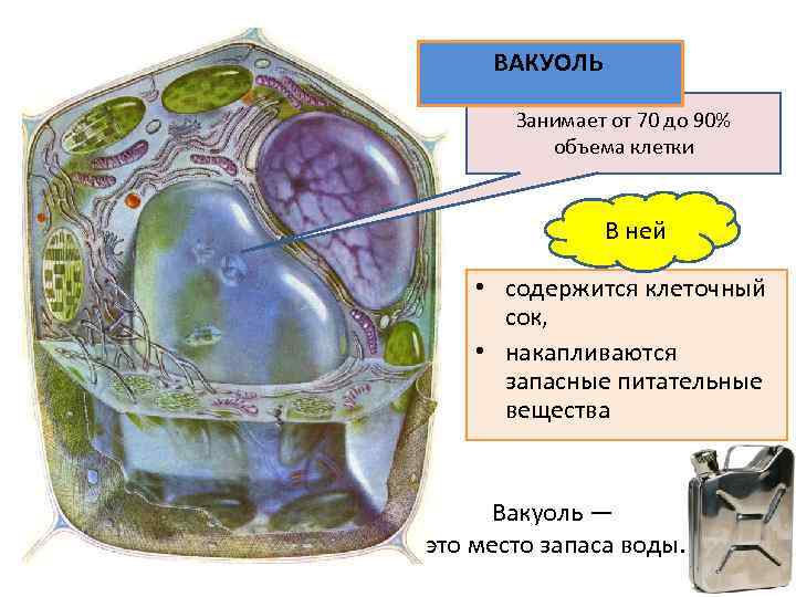 ВАКУОЛЬ Занимает от 70 до 90% объема клетки В ней • содержится клеточный сок,