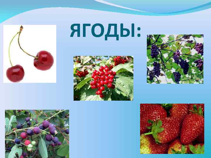 ЯГОДЫ: 