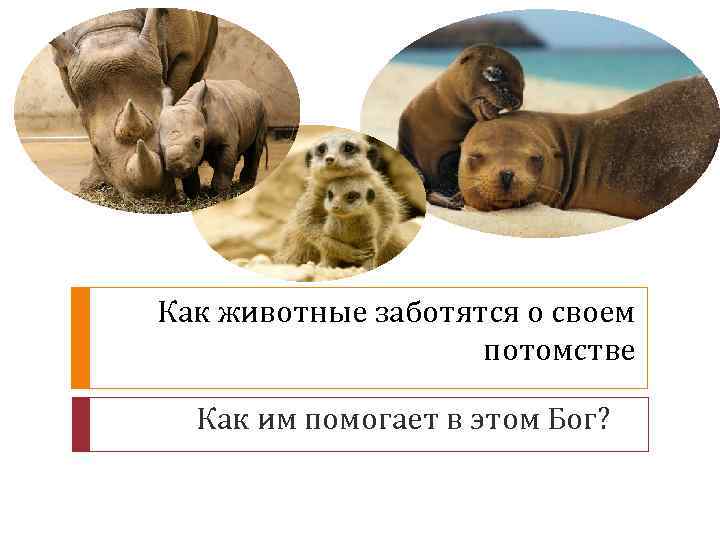 Как животные заботятся о своем потомстве Как им помогает в этом Бог? 