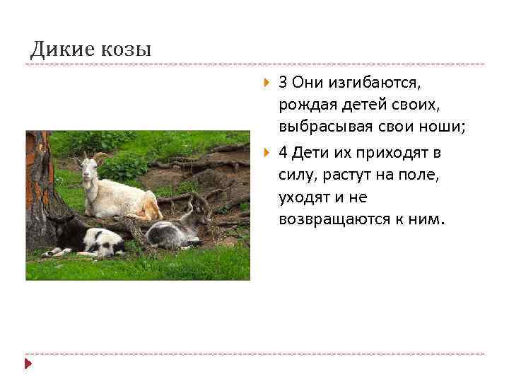 Дикие козы 3 Они изгибаются, рождая детей своих, выбрасывая свои ноши; 4 Дети их