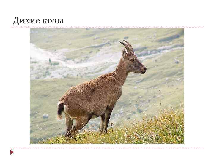 Дикие козы 