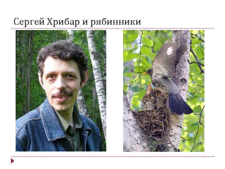 Сергей Хрибар и рябинники 