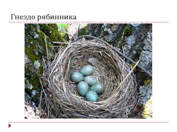 Гнездо рябинника 