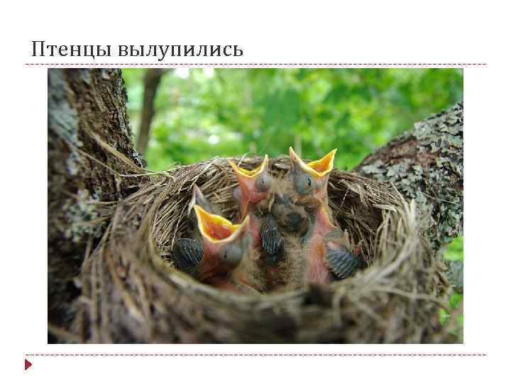 Птенцы вылупились 