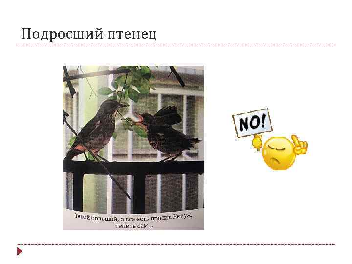 Подросший птенец 