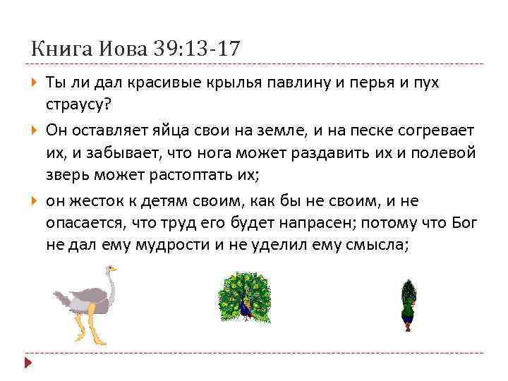 Книга Иова 39: 13 -17 Ты ли дал красивые крылья павлину и перья и